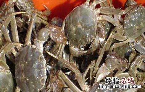 河蟹不蜕壳症预防技术 河蟹不蜕壳症预防技术有哪些