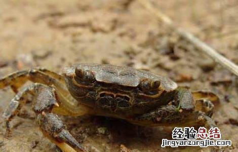 河蟹秋季的死亡原因是 河蟹秋季的死亡原因