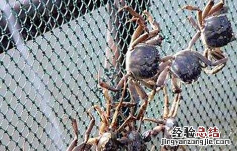 大规格河蟹的养殖技术 大规格河蟹的养殖技术视频