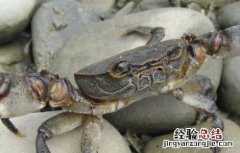 大规格河蟹的养殖技术 大规格河蟹的养殖技术视频