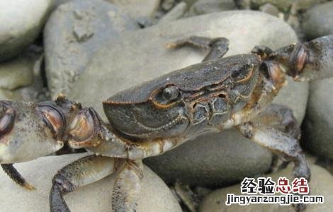大规格河蟹的养殖技术 大规格河蟹的养殖技术视频