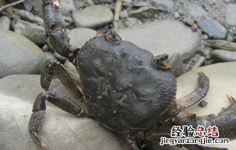 大规格河蟹的养殖技术 大规格河蟹的养殖技术视频