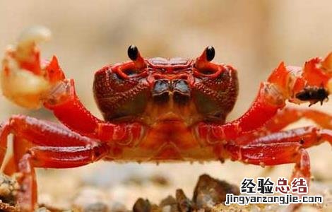大规格河蟹的养殖技术 大规格河蟹的养殖技术视频