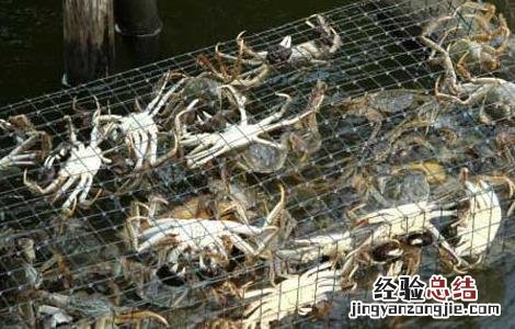 螃蟹养殖池中如何移植水草呢 螃蟹养殖池中如何移植水草