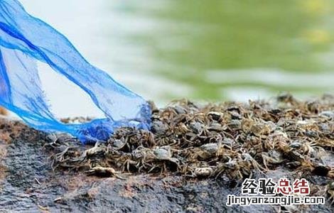 螃蟹养殖池中如何移植水草呢 螃蟹养殖池中如何移植水草