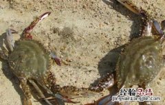 螃蟹养殖需要注意什么 螃蟹养殖的五大关键性措施