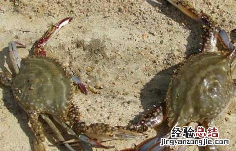 螃蟹养殖需要注意什么 螃蟹养殖的五大关键性措施