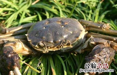 螃蟹的水质调节技术 螃蟹净化水质