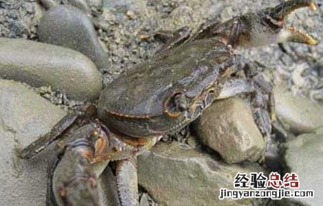 冬季河蟹养殖技术 河蟹春季养殖技术