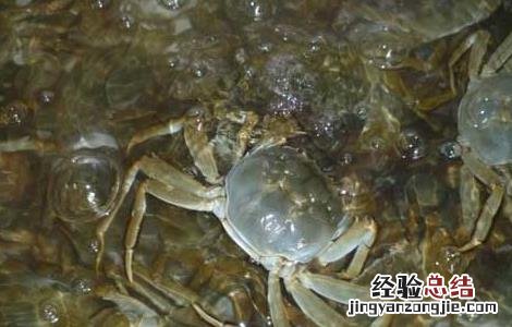 冬季河蟹养殖技术 河蟹春季养殖技术