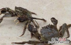 冬季河蟹养殖技术 河蟹春季养殖技术