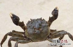 冬季河蟹病害防治技术 冬季河蟹病害防治技术视频