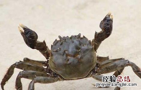 冬季河蟹病害防治技术 冬季河蟹病害防治技术视频