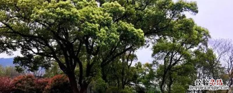 香樟树的好处和坏处 香樟树的妙用