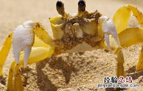 高温期大闸蟹养殖技术 大闸蟹养殖条件和技术