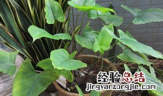 千年健的功效与作用及用量 千年健的功效与作用
