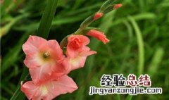 唐菖蒲有什么功效 唐菖蒲的功效与作用
