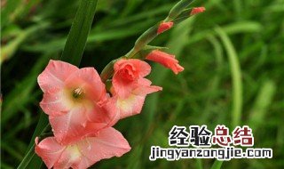 唐菖蒲有什么功效 唐菖蒲的功效与作用