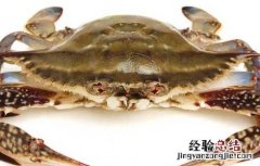 大闸蟹投放蟹苗时间 大闸蟹冬季投放蟹苗的优势