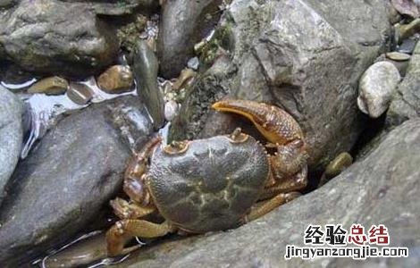 螃蟹养殖中螃蟹吃什么 螃蟹养殖中螃蟹吃什么东西