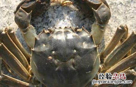 螃蟹养殖中螃蟹吃什么 螃蟹养殖中螃蟹吃什么东西