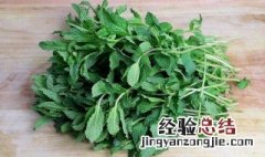 十香菜能在家种植吗 盆栽十香菜的种植方法