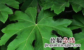 通花根的作用与功效 通花根的作用与功效怎么除皮