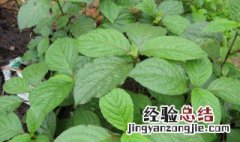 倒扣草的功效与作用 中药倒扣草的功效与作用