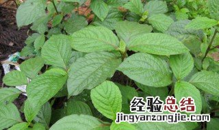 倒扣草的功效与作用 中药倒扣草的功效与作用
