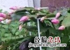 蟹爪兰如何嫁接到火龙果上 蟹爪兰如何嫁接
