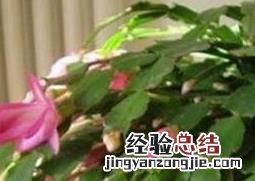 蟹爪兰如何嫁接到火龙果上 蟹爪兰如何嫁接