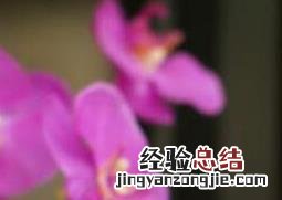 蝴蝶兰怎么养 蝴蝶兰怎么养才能更旺盛