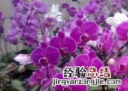 蝴蝶兰怎么养 蝴蝶兰怎么养才能更旺盛