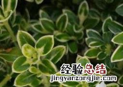 六月雪盆景的养殖方法 六月雪怎么养