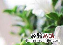 六月雪盆景的养殖方法 六月雪怎么养