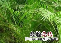 散尾葵怎么养 散尾葵怎么养护与浇水