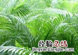 散尾葵怎么养 散尾葵怎么养护与浇水