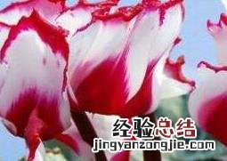 仙客来怎么养好活 仙客来怎么养好