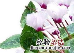 仙客来怎么养好活 仙客来怎么养好