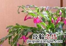 蟹爪兰怎么养好 蟹爪兰怎么养好活