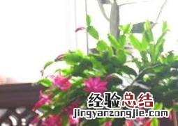 蟹爪兰怎么养好 蟹爪兰怎么养好活