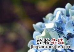 绣球花怎么养 绣球花怎么养护和管理