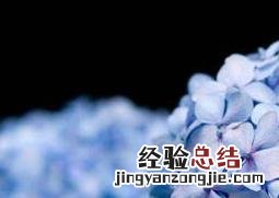 绣球花怎么养 绣球花怎么养护和管理