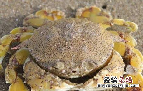 螃蟹聚缩虫病防治方法 控制螃蟹的寄生虫