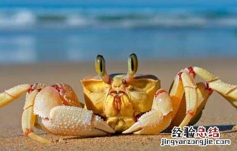 河蟹烂肢病治疗 螃蟹烂肢病防治方法