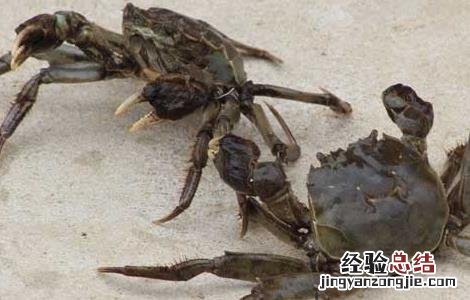 河蟹烂肢病治疗 螃蟹烂肢病防治方法
