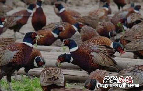 野鸡的饲养技术视频 野鸡的饲养技术