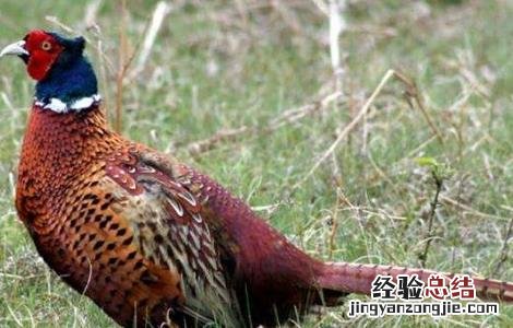山鸡的养殖技术 山鸡全面养殖技术