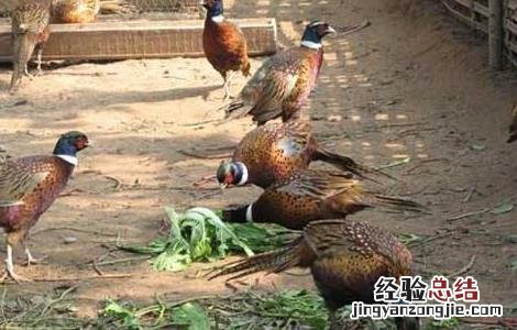 山鸡的养殖技术 山鸡全面养殖技术