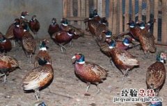 山鸡的养殖技术 山鸡全面养殖技术